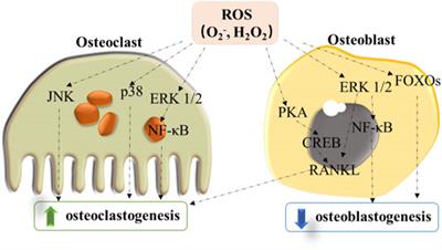 Reactive Oxygen Species (ROS)-Responsive Biomaterials for the Treatment of Bone-Related Diseases